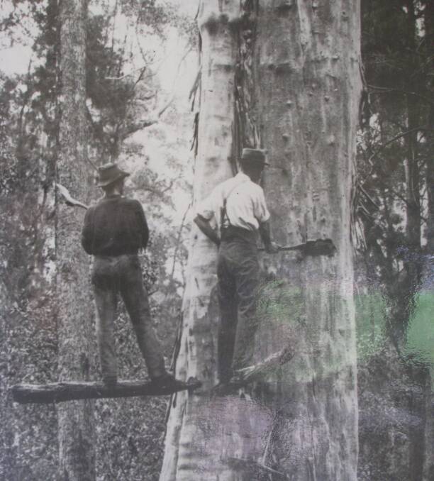Value in trees: Loggers balance precariously with axes on primitive ‘springboards’, working to fell a mighty gum tree in the early 1900s.