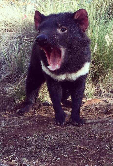 LITTLE DEVIL: Angel the Tassie Devil. Picture: Ruth Hardy