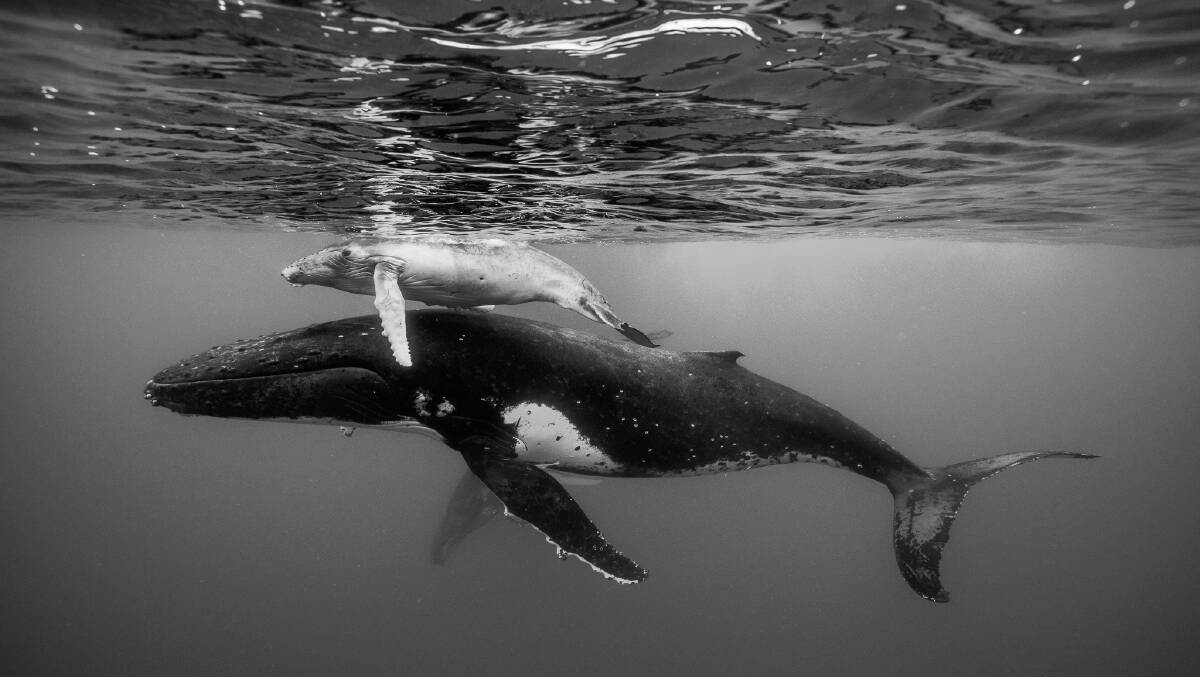 MAGICAL MOMENTS: Wade and Robyn Hughes are endlessly fascinated by the whales they encounter as they roam the world capturing the lives of the giant mammals. 