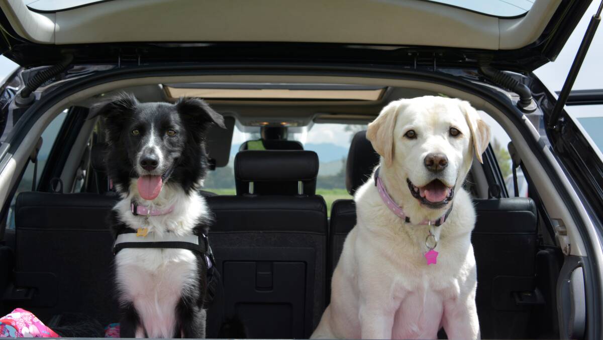 Pets get a lift as ride-sharing service launches in Newcastle today