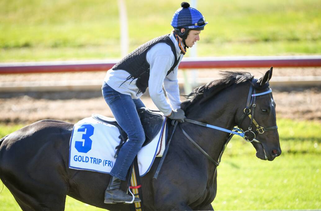 LANDED: Australian Bloodstock-owned Gold Trip in Victoria this week. The French import is undergoing quarantine before contesting next month's Cox Plate. Picture: VRC