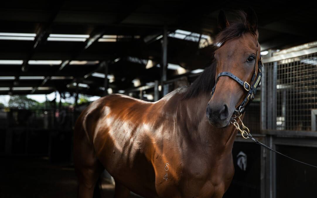 ALL STAR: Mugatoo was named Newcastle Jockey Club's horse of the year for 2020-21. Picture: Marina Neil