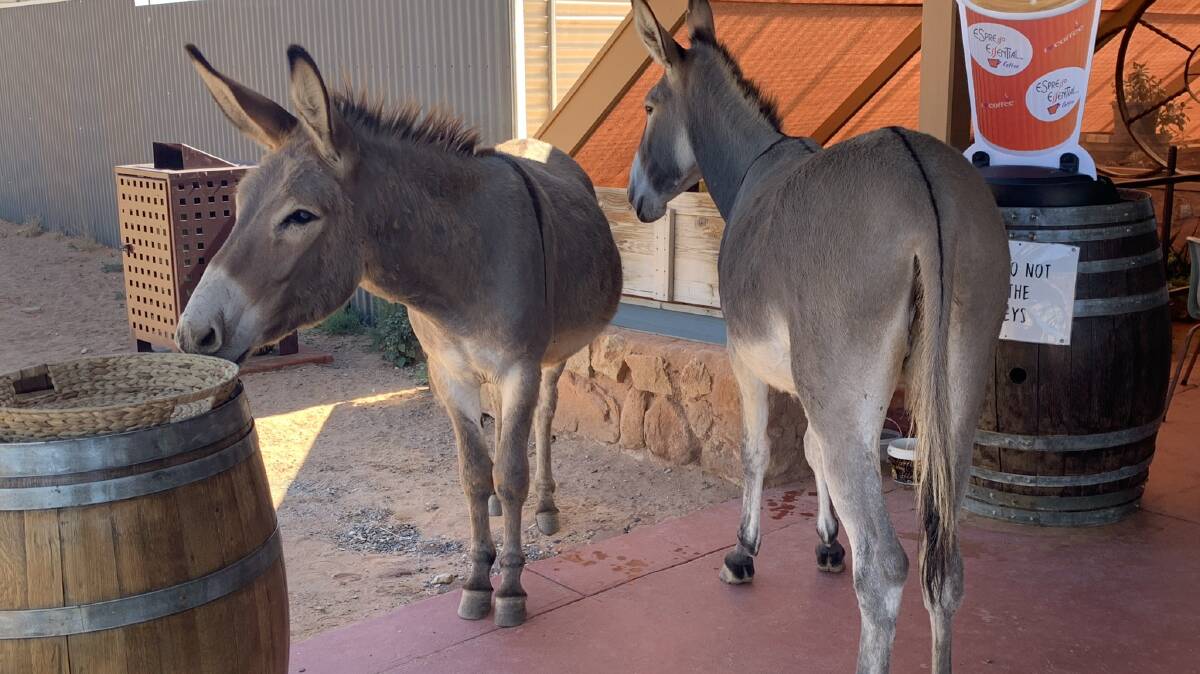Silverton's donkeys know where the best shade and best pats are to be had in town. 