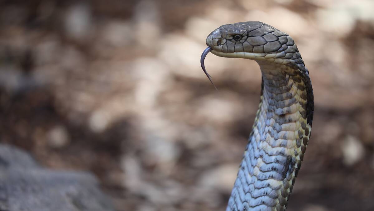 Following health troubles that arose in Raja's most recent shedding, The Australian Reptile Park keepers were quick to come to the mighty King Cobra's aid.