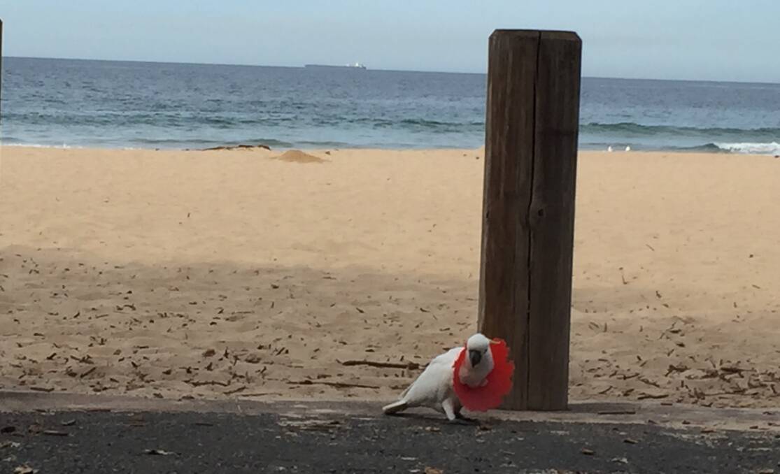 ALL WRONG: Does anyone need any more reasons to not litter at the beach? This cockatoo, spotted with a rude plastic collar at Austinmer, should make it clear. Pictures: BEN LANGFORD.