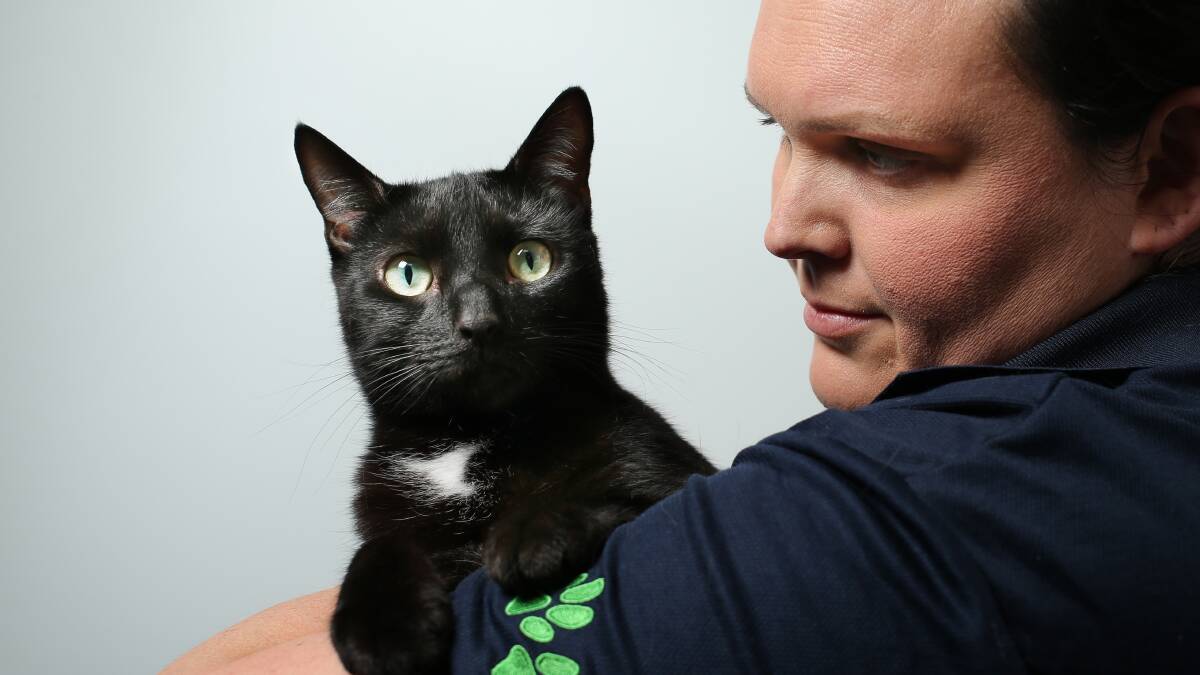 RSPCA Hunter shelter supervisor Emilie Hayes with Smurf the cat, who is looking for adoption. Picture by Simone De Peak 