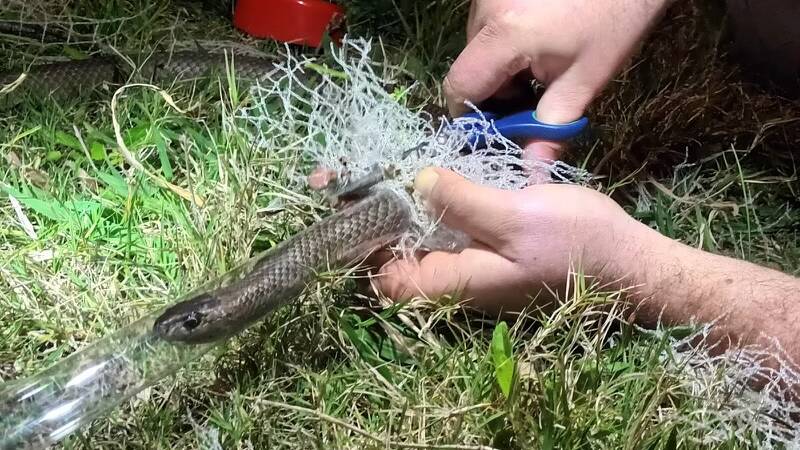 An eastern brown snake caught in netting, rescued by Hunter Wildlife Rescue volunteer Dan Reardon. Picture supplied 