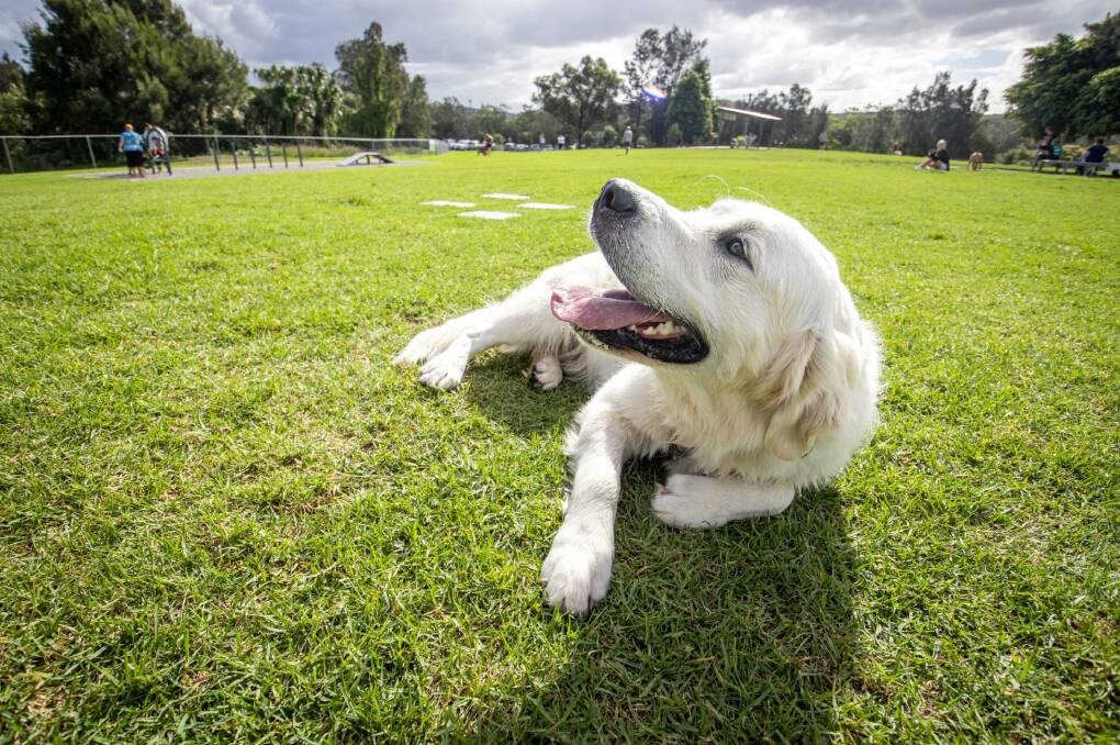 Arlo the golden retriever at the Speers Point dog exercise area. Picture supplied.