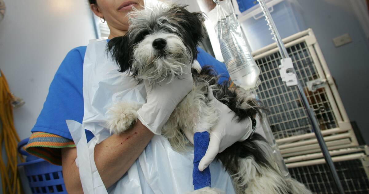 A Shi Tzu cross recovering from parvovirus at Westlakes Vetcare Hospital in 2004. File picture 
