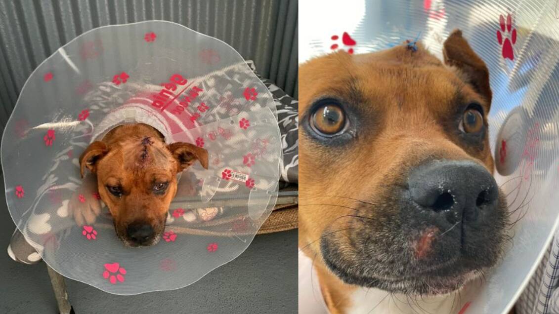 JD the dog is recovering after surgery on a wound to his head. Picture supplied