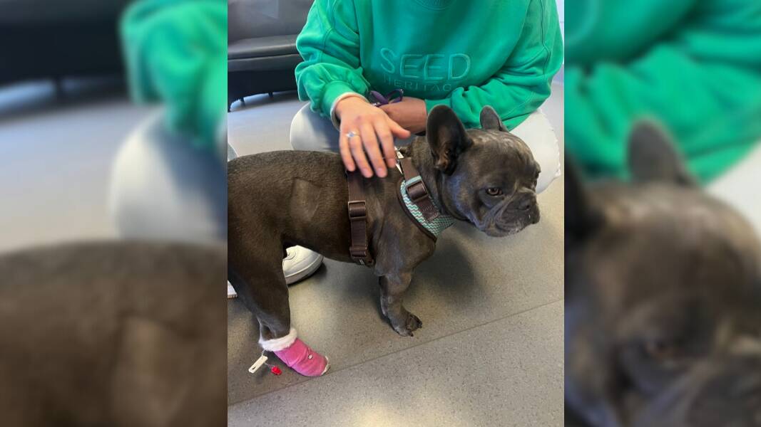 Douglas the french bulldog at the vet after being bitten by a tiger snake. Picture supplied 