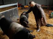 HIGHER GROUND: St Catherine's Catholic College agriculture teacher Joanna Towers with pigs she moved to a shed on higher ground. Picture: Max Mason-Hubers