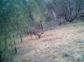 RESEARCH: Lake Macquarie City Council will help fund a research project looking into feral deer populations. Picture: Supplied