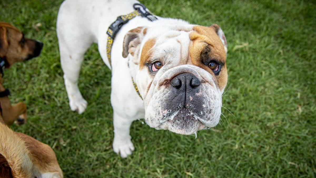 RUFF IDEA: English bulldog Camden enjoys a play at the Speers Point off-leash dog park as council looks at new and current areas. Picture: Supplied