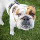 RUFF IDEA: English bulldog Camden enjoys a play at the Speers Point off-leash dog park as council looks at new and current areas. Picture: Supplied