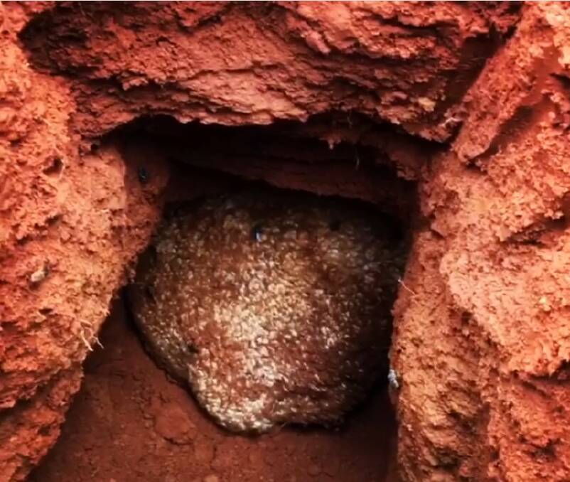 The dirt-covered rear end of the sheep wedged deep in a wombat hole at a Robertson farm. 