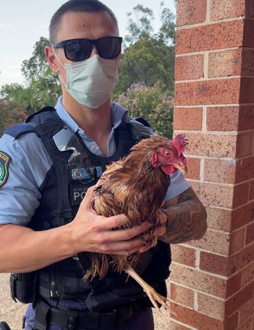 Queens Wharf animal cruelty appeal as Newcastle police seize chicken