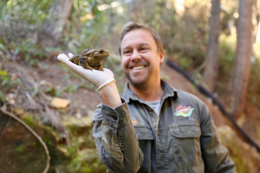 RISKY: Australian Reptile Park general manager Tim Faulkner with Toad Runner, the cane toad handed in at the Central Coast zoo that has prompted a warning to stay vigilant for the potent species. Picture: Australian Reptile Park