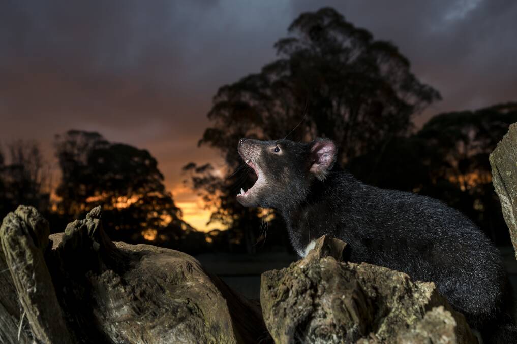 CRY FOR HELP: A Tasmanian devil against a smoke-hazed sunset. Aussie Wildlife Bushfire Appeal donations can be made at aussieark.org.au. 