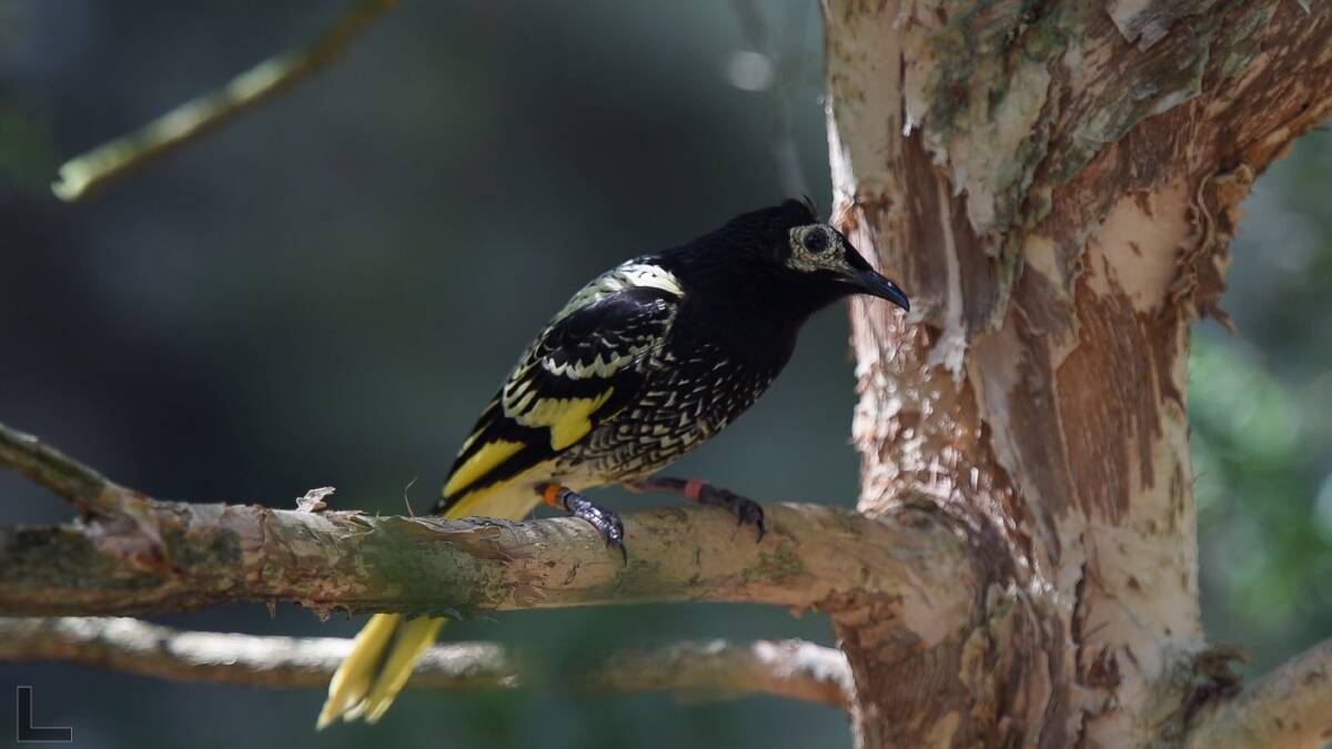 'Largest ever' release of regent honeyeaters let loose in the Hunter