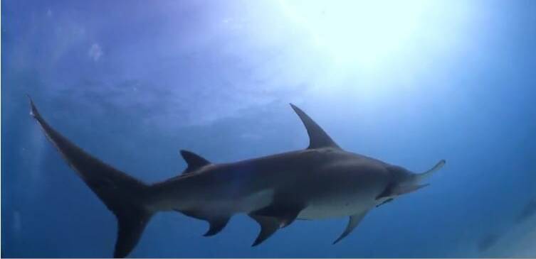 'Shark predator' revealed in pioneer University of Newcastle research