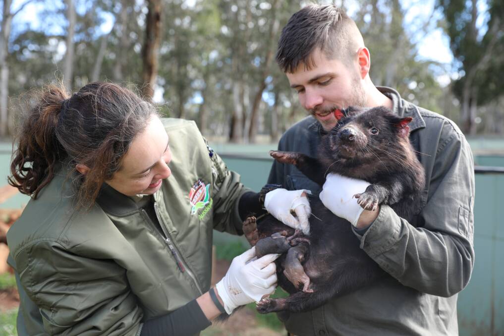 CHECK-UP: Aussie Ark Keepers Kel Davis and Max Jackson conduct a pouch inspection. Similar examinations revealed a record breeding season at the Barrington Tops sanctuary. Picture: Aussie Ark