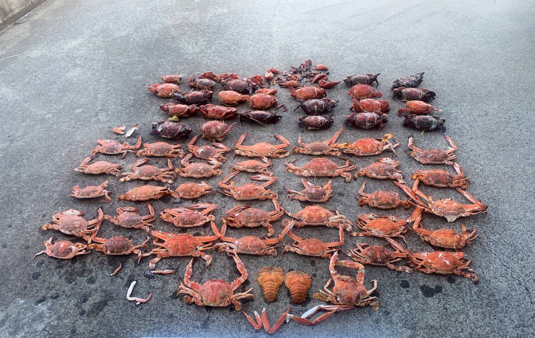 PINCHED: A portion of the South West Rocks raid's haul of allegedly black market seafood from a restaurant. 