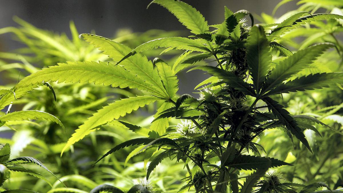 Drug laws just send cannabis cash to criminals