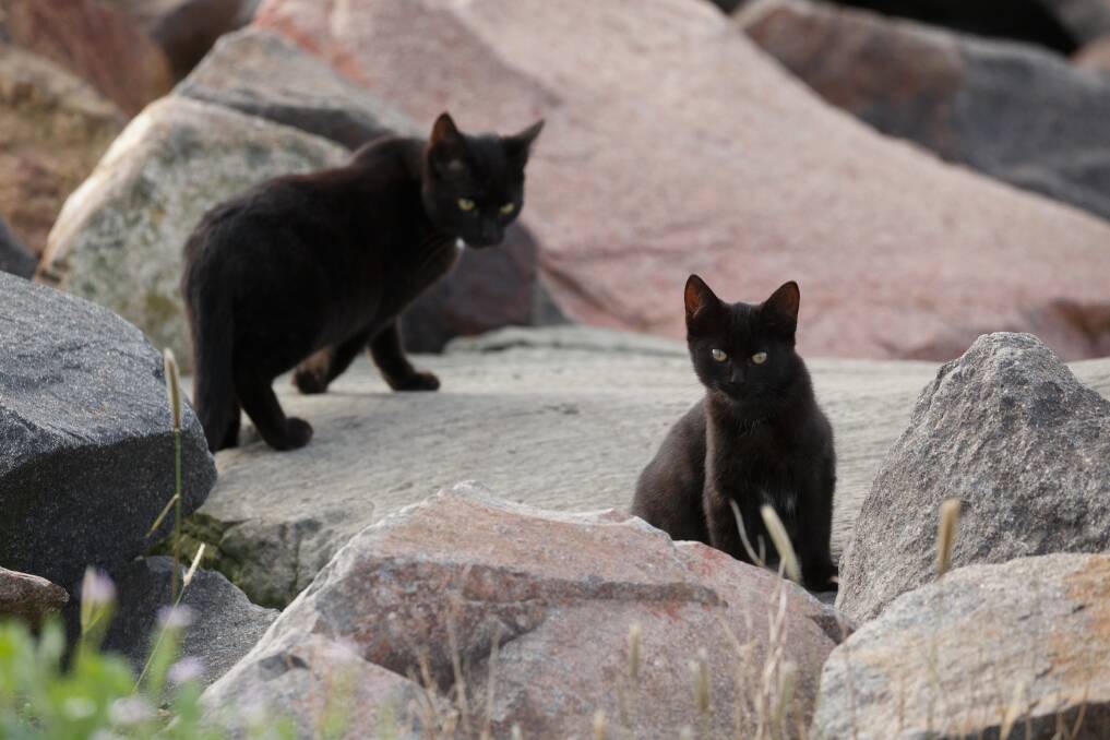 ROCKY ROAD: Two cats on the Stockton breakwall. Picture: Max Mason-Hubers