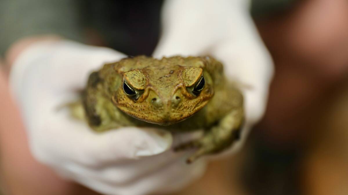 Cane toad captured as the Hunter warned to stay on high alert