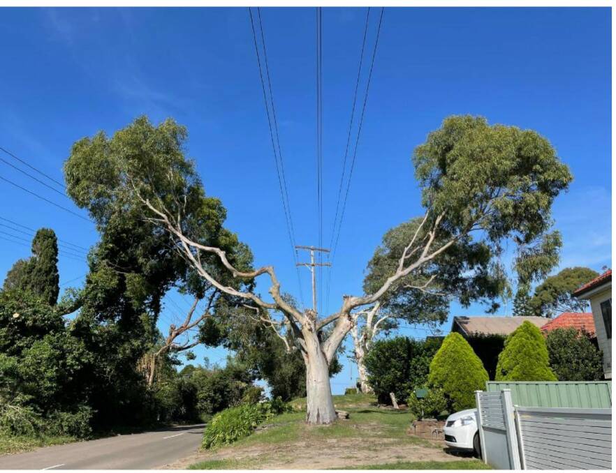 TRIM: An independent survey of 500 trees in the Newcastle LGA recently pruned by an Ausgrid contractor found that 91 per cent had been pruned excessively.