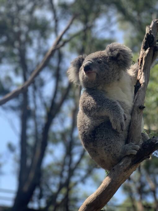 Barrington Tops koala insurance population plan sped up due to fires