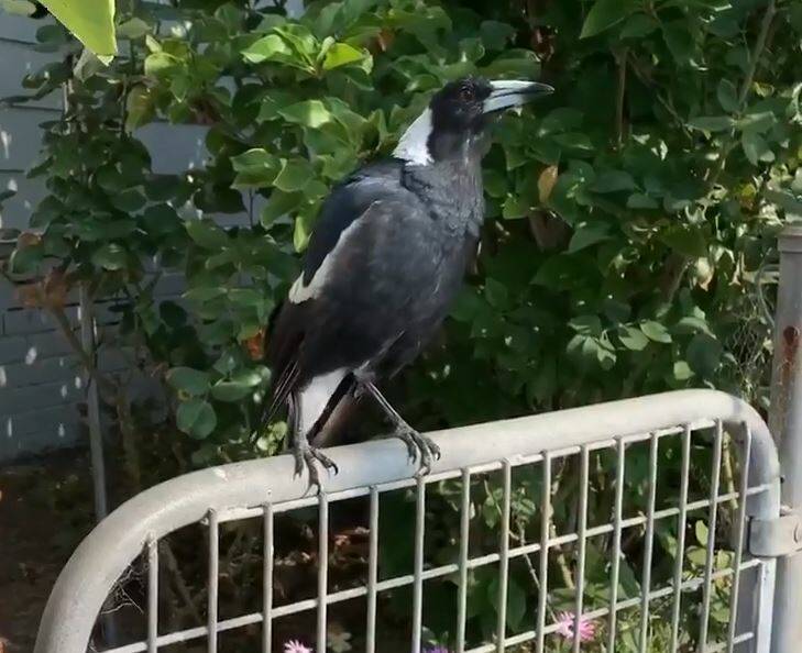 Newcastle magpie's mimicry of a fire engine siren goes viral | video