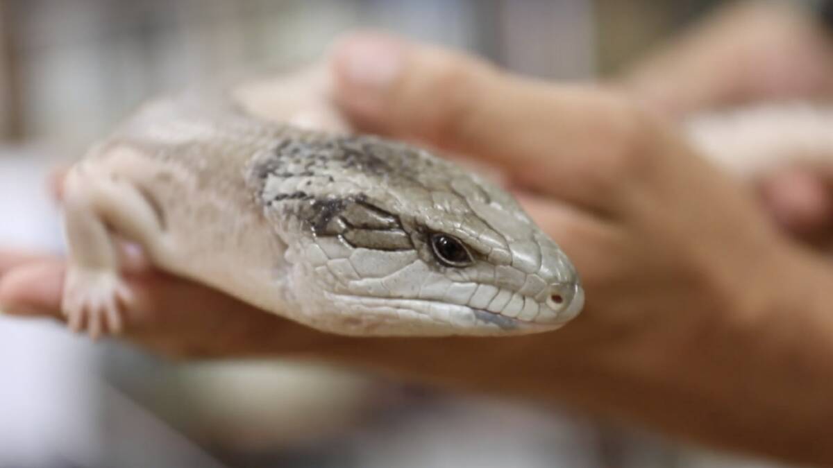 Albino blue-tongue lizard's arrival hailed as a 'once in a lifetime'