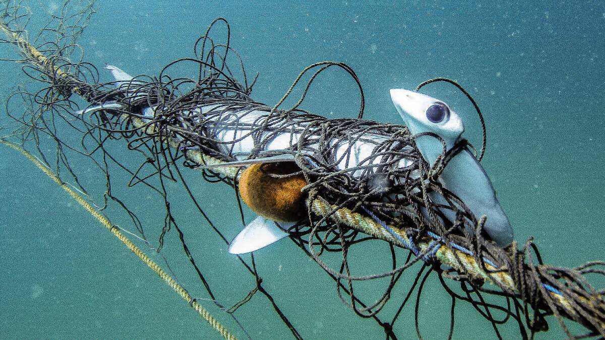The debate surrounding shark nets is one sadly entwined with tragedy