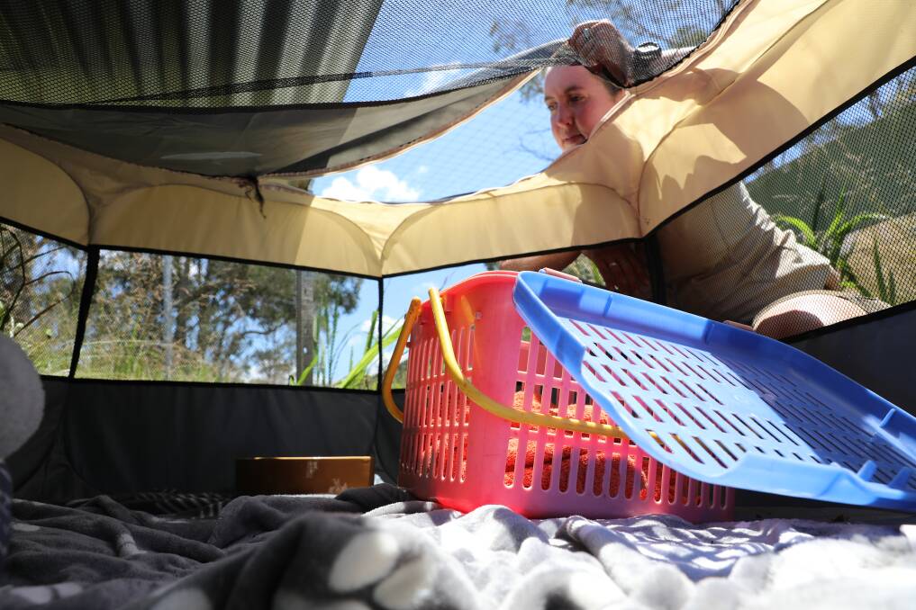 Aussie Ark curator Kelly Davis looks in on Elfie the potoroo in his playpen. Pictures by Aussie Ark