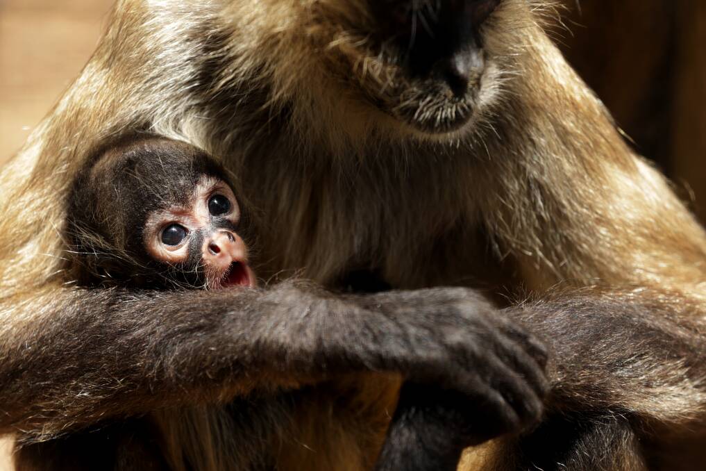 SPECIAL DELIVERY: A spider monkey with its offspring. Picture: Simone De Peak