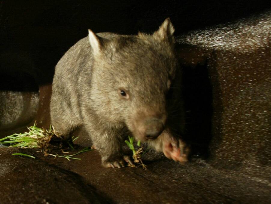 Clyde the wombat at Blackbutt in 2004, who formerly lived with current resident Sally. Picture by Dean Osland