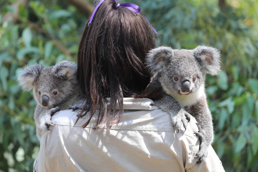 SEEING DOUBLE: One mother caring for two young koalas at once is exceedingly rare, Australian Reptile Park general manager Tim Faulker said.