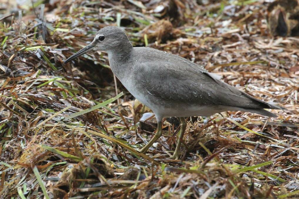SUMMER BREAK: The wandering tattler spends most of its life in cold climates including Siberia and Alaska. They rarely make their way to Australia. Picture: Alan Stuart 