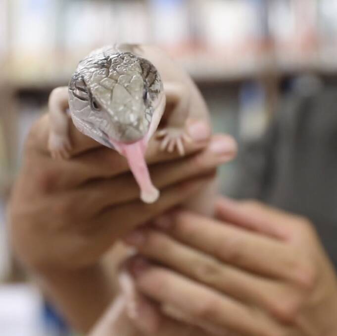 MUTANT: Her albino body markings and pink-coloured tongue would likely have made this blue-tongue lizard a target. Picture: Australian Reptile Park