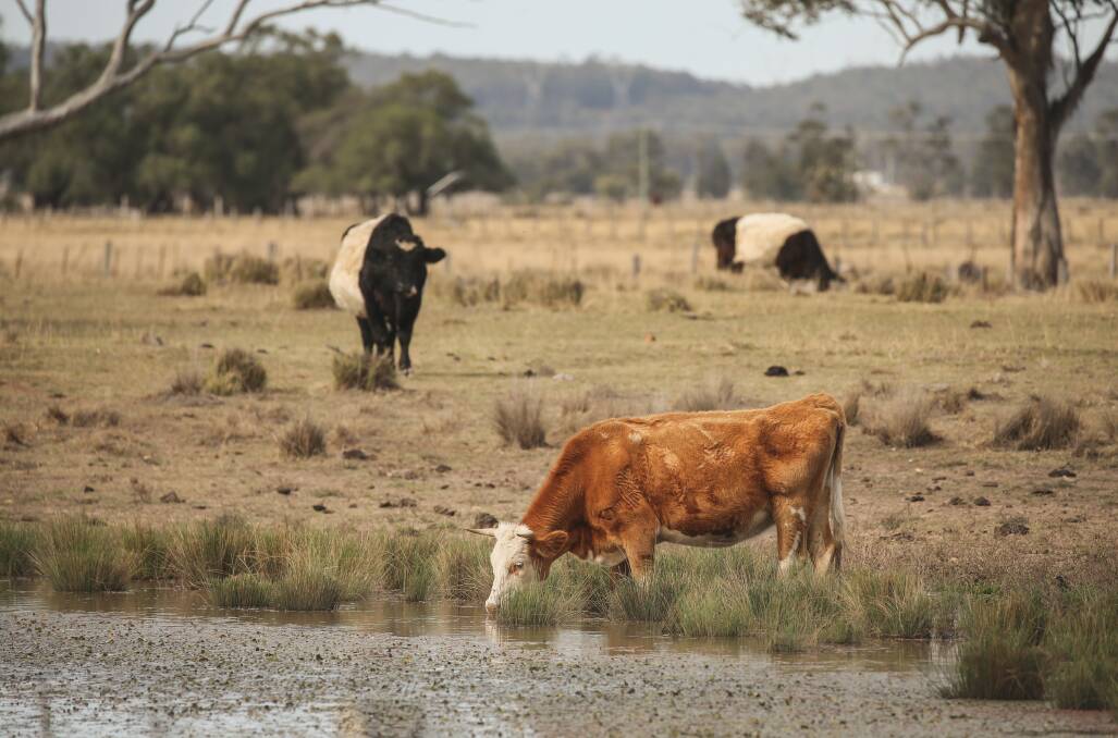 HIGH AND DRY: Reader Wendy Brown asks who is standing for regional areas when the drought, spring bushfires and other woes assail rural areas. Picture: Marina Neil