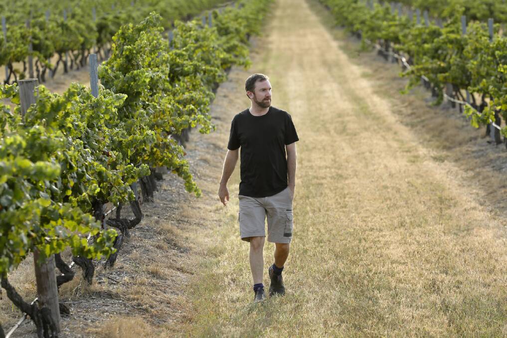 GROWING INTO THE ROLE: Adrian Sparks among the “treasured” Mount Pleasant vines in Marrowbone Road at Pokolbin. He joined McWilliam's in 2002. Picture: Chris Elfes