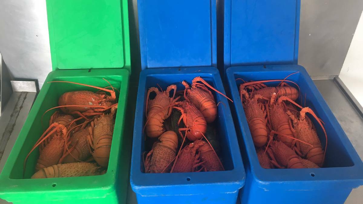 NOT FINE: This 2018 eastern rock lobster catch cost two Harrington men a total of more than $40,000 in fines. 