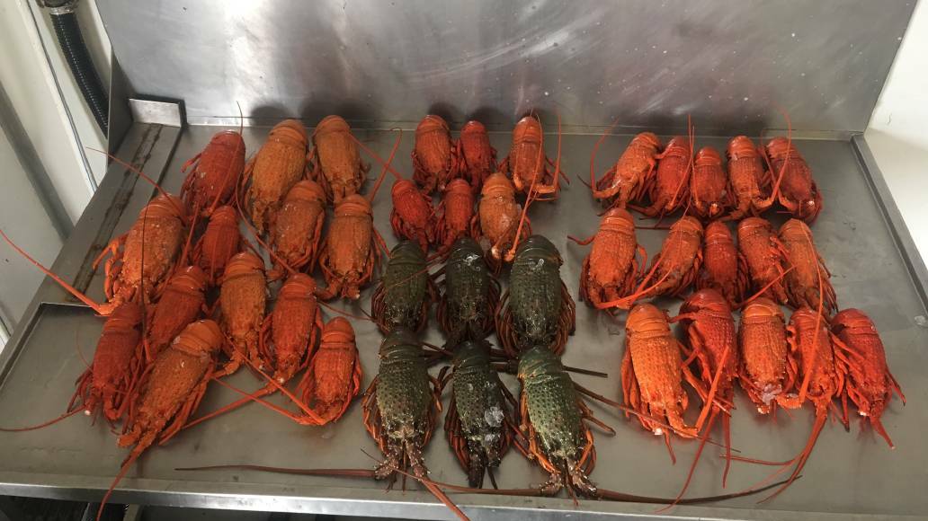 CAUGHT: A 2018 eastern rock lobster catch that cost two anglers big fines. 