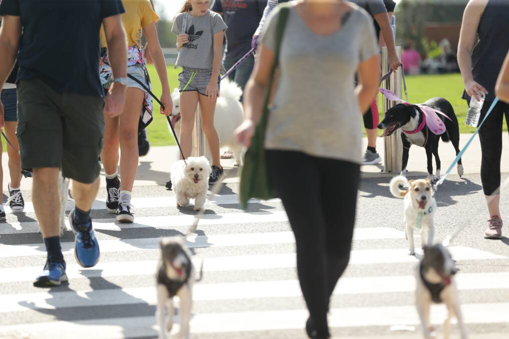 STEP IT OUT: Whether it's taking the dog around the neighbourhood, the kids to school or a stroll to the shops, walking has many benefits. Picture: Jonathan Carroll