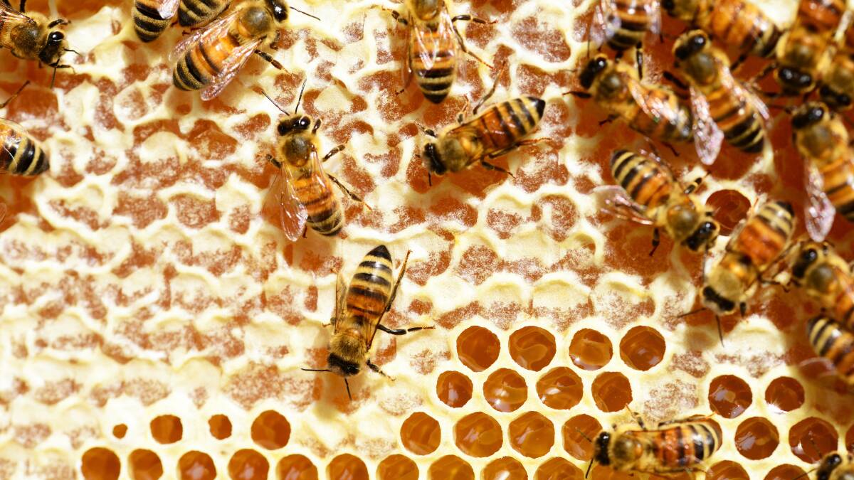 Melissopalynology and true honey