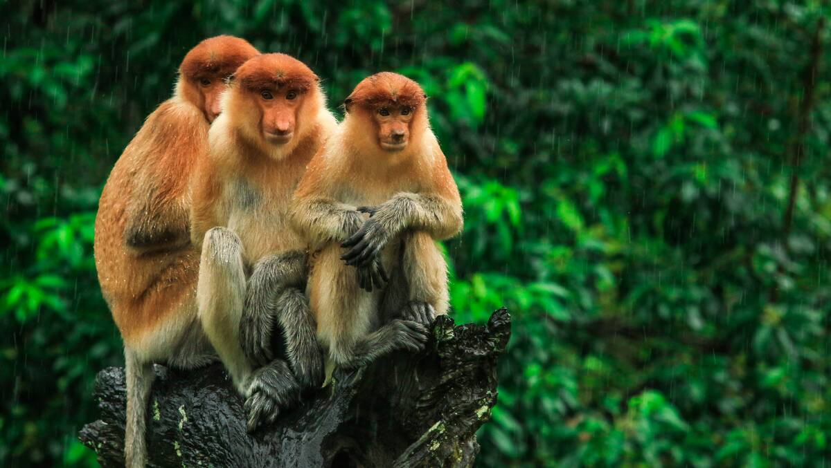 On proboscis monkeys and habitat loss