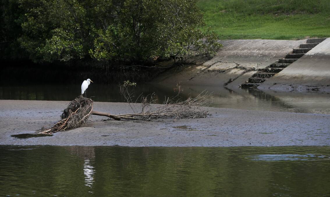 WATERWAYS: An Egret in Throsby Creek on Wednesday, where the strange odour that has lingered in Newcastle could be smelt. Picture: Marina Neil.  