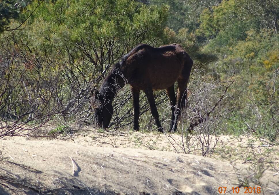 WILD: A feral horse suffering from lack of feed along the Snowy River in Kosciuszko National Park. Picture: Invasive Species Council